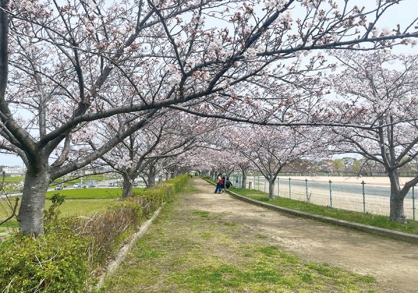 【稲美町・播磨町】お花見に行こう♪地元のママが選んだ桜の綺麗な公園7選！