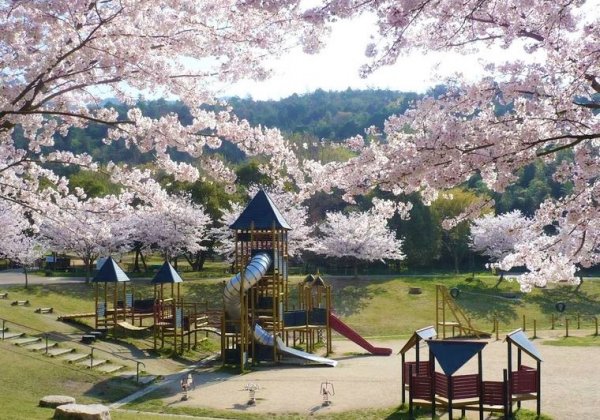 【はりまの遊具もあるお花見スポット】5選！家族みんなで桜の公園を満喫♪