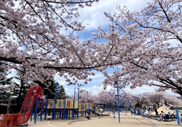 【姫路周辺】桜が綺麗な公園9選！ママが選んだ駐車場もある人気スポット♪