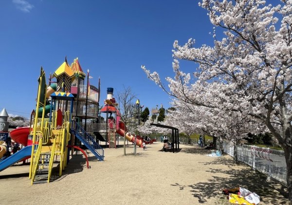 【三木・小野周辺】北播磨の桜スポット！芝生でお花見できるママに人気の公園13選