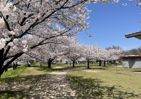 【加古川・高砂】桜の下でピクニック♪ママが選んだお花見できるおすすめスポット7選！