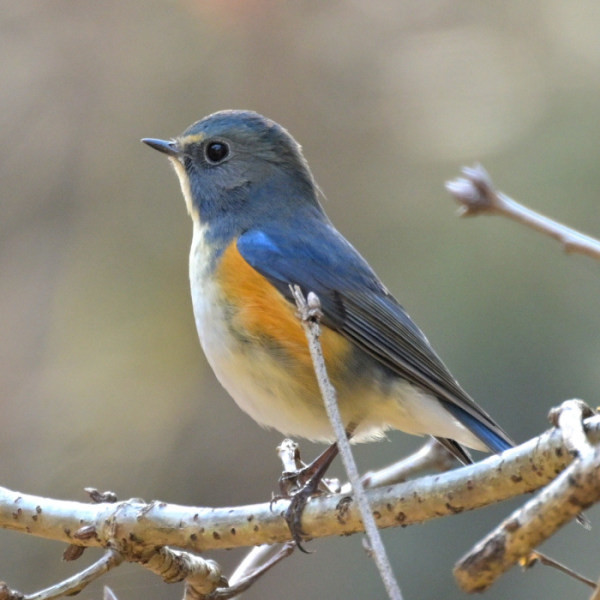 【申込要／先着順】冬の野鳥観察をしよう【ゆめさきの森公園】