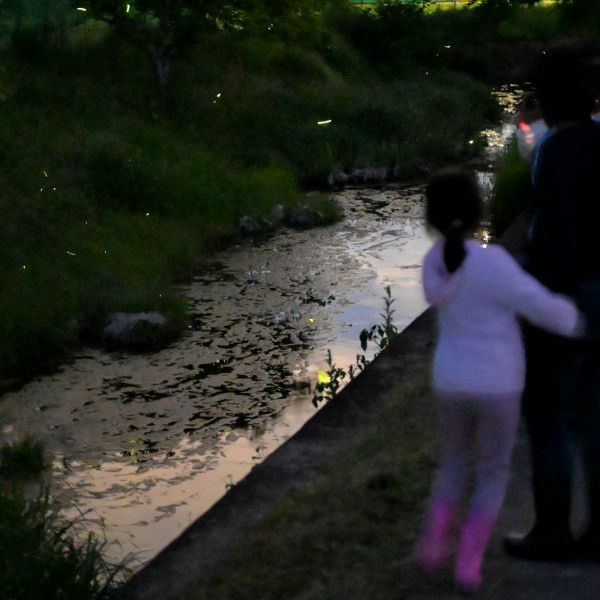 【申込要／先着順】ホタル観察会【ゆめさきの森公園】