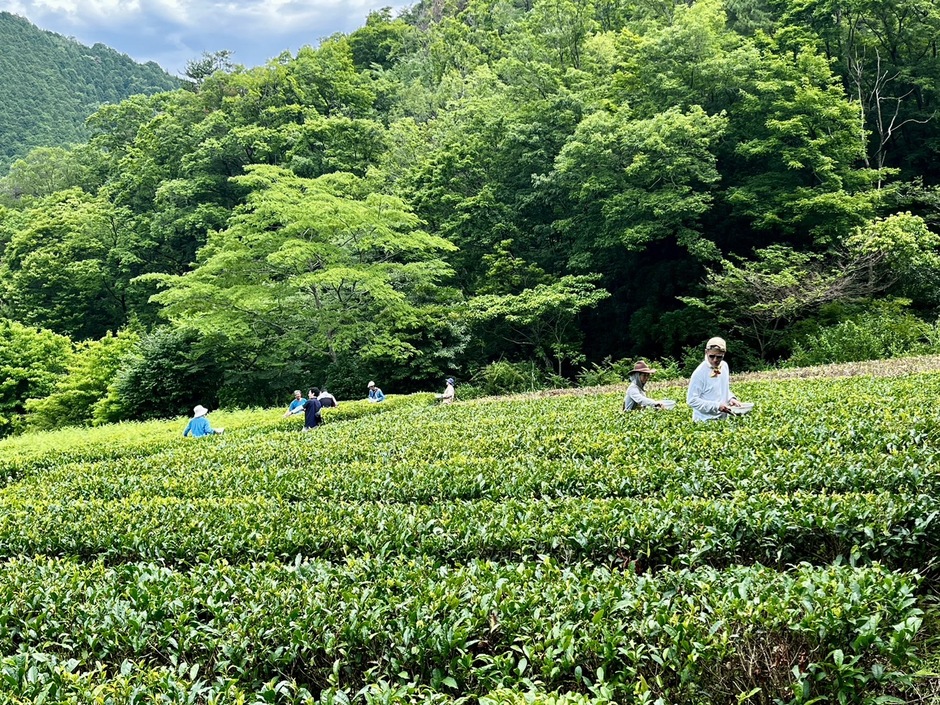 【神河町】空き家見学＆お茶摘み体験ツアー
