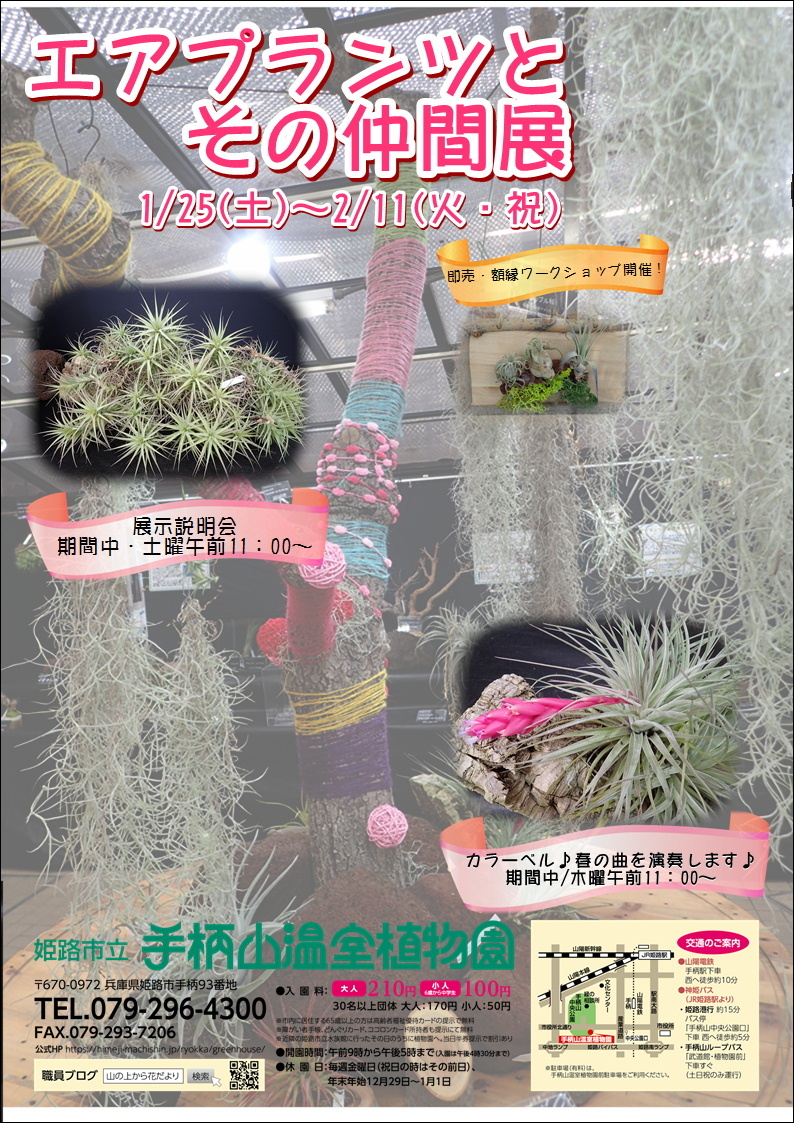 姫路市 エアプランツとその仲間展 クルールはりま