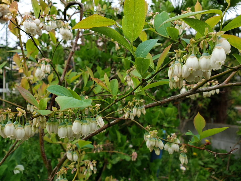 宍粟市 花 見ごろ ブルーベリーの花 4月上旬 5月上旬頃 クルールはりま