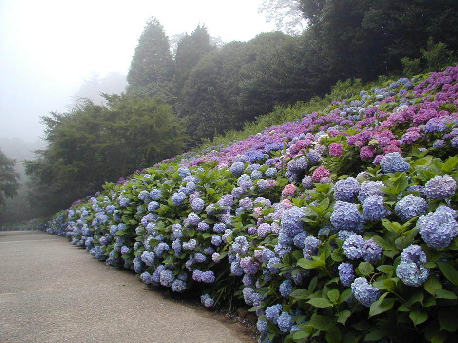北区 神戸市立森林植物園 森の中のあじさい散策 クルールはりま