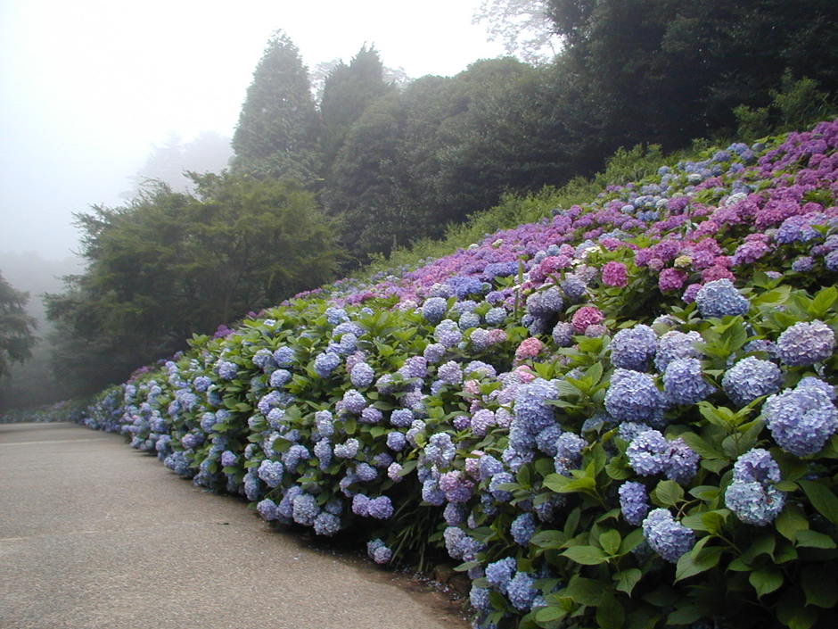 神戸市立森林植物園　森の中のあじさい散策