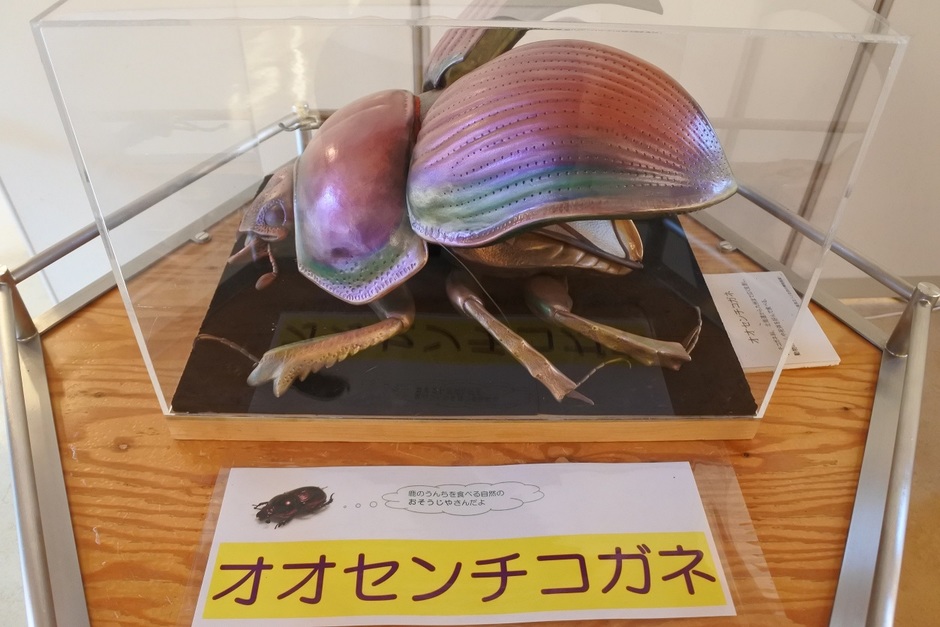 佐用町 特別展示 虫さん 大っきくしてみよう クルールはりま
