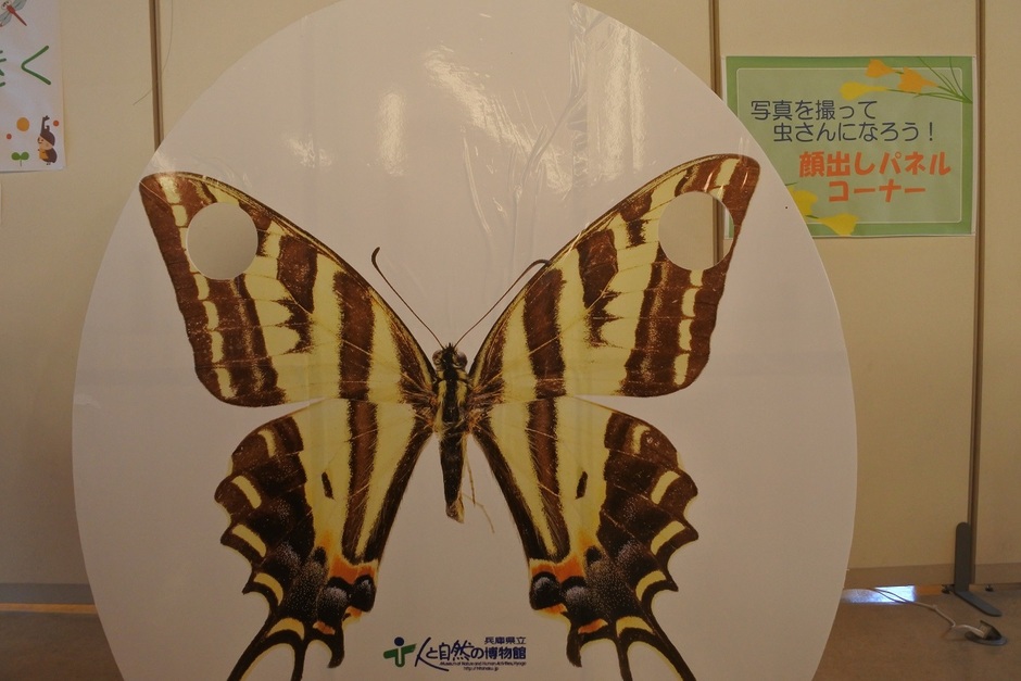 佐用町 特別展示 虫さん 大っきくしてみよう クルールはりま