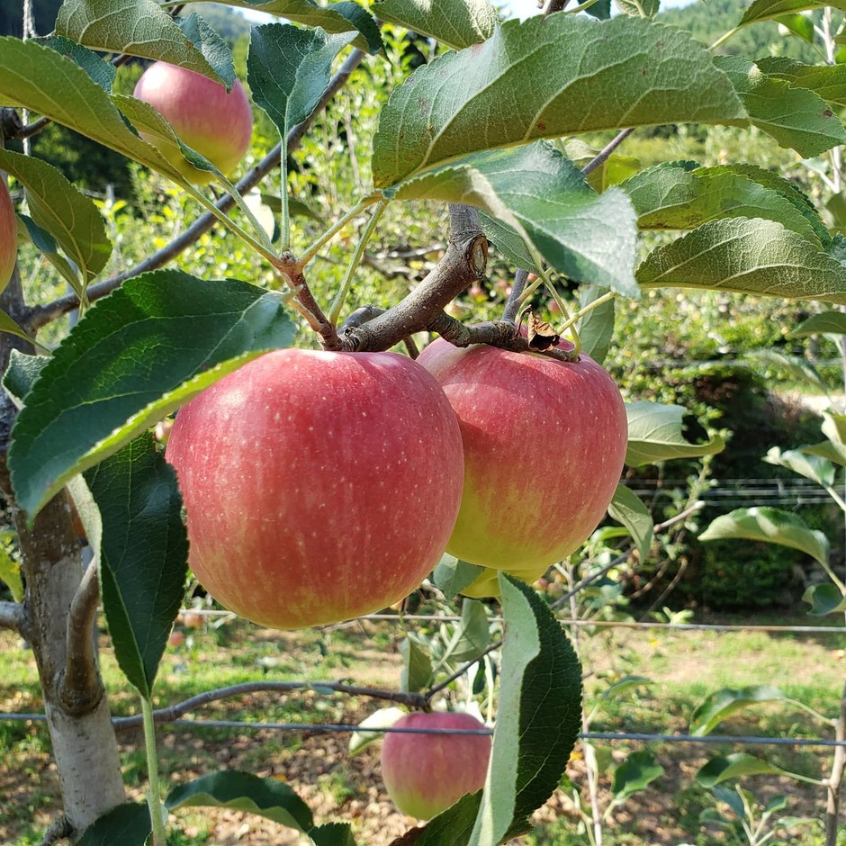 原観光りんご園【11月上旬まで】