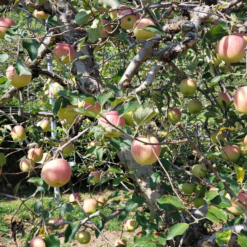原観光りんご園【11月上旬まで】