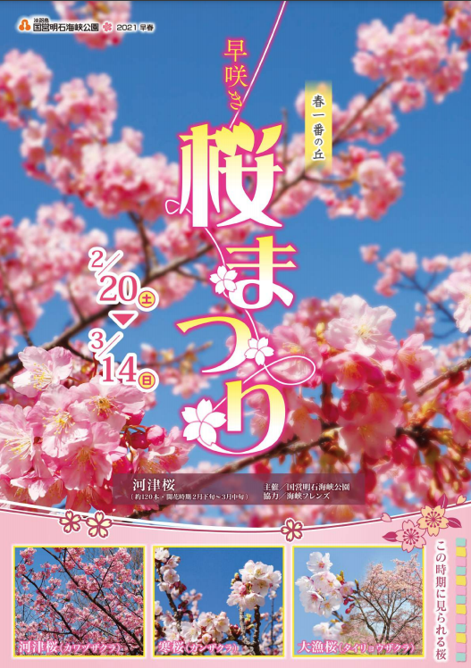 早咲き 桜まつり【淡路島 国営明石海峡公園】