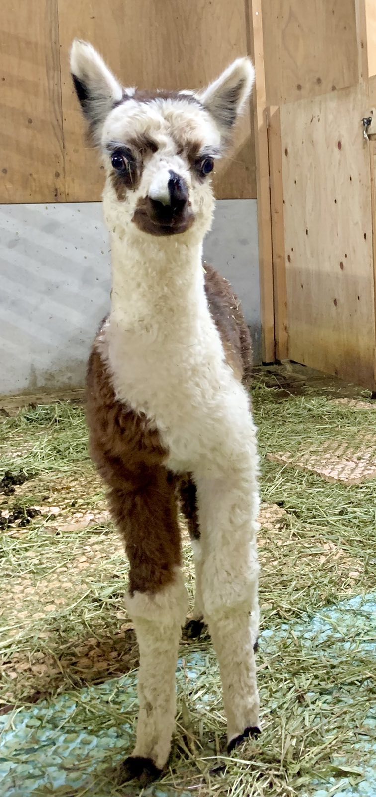 神河町 アルパカの赤ちゃん誕生 ヨーデルの森 クルールはりま