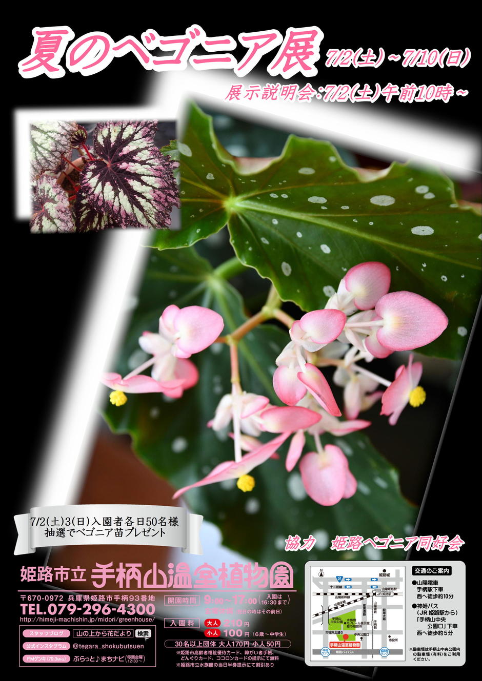 夏のベゴニア展【手柄山温室植物園】