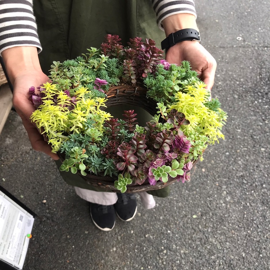 姫路市・多肉植物セダムのリースづくり講座🌱【cobatoto