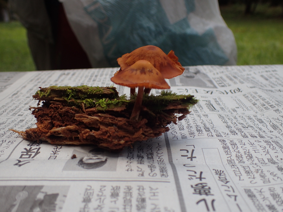 【きのこ学講座】里山を散策しながら、きのこについて学ぼう♪【県立森林大学校】