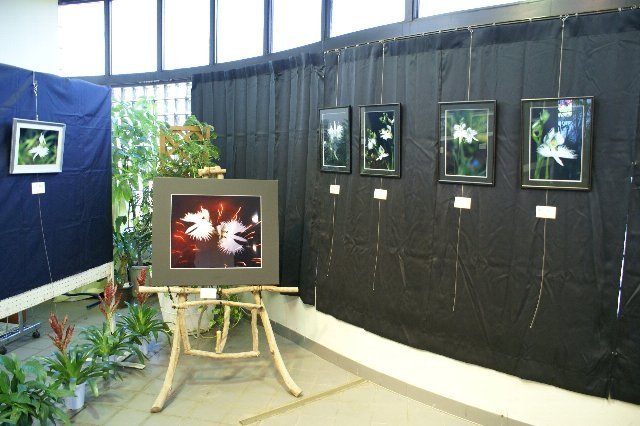 市花さぎ草写真展（写真募集中！）【緑の相談所】