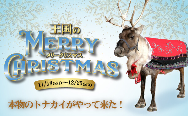 《王国のメリークリスマス》本物のトナカイがやって来た！【神戸どうぶつ王国】
