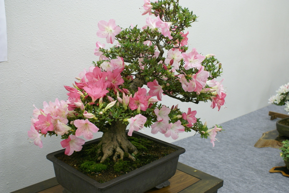 姫路市・サツキ展【手柄山交流ステーション】｜クルールはりま