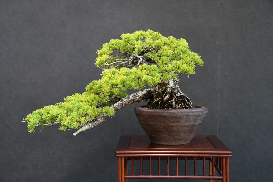 盆栽展【手柄山温室植物園】