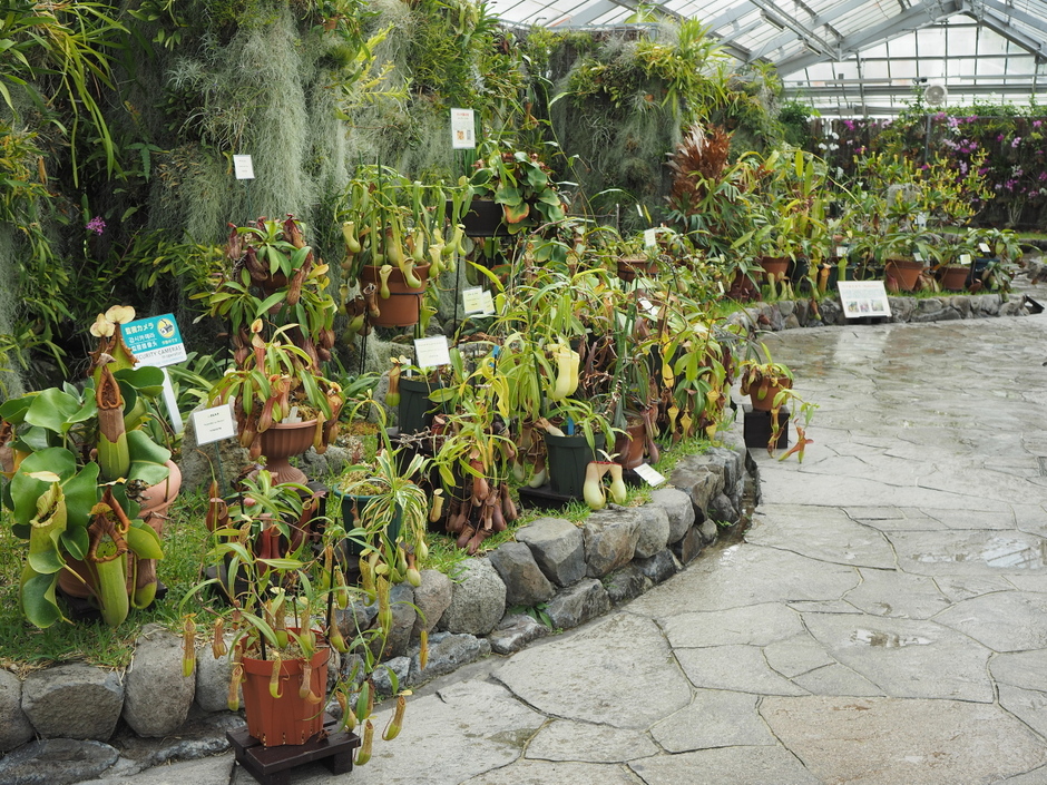 食中植物特別展示【兵庫県立フラワーセンター】