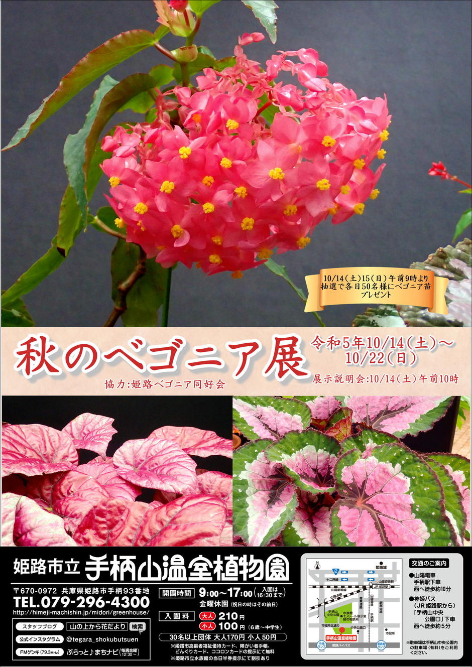 秋のベゴニア展【手柄山温室植物園】