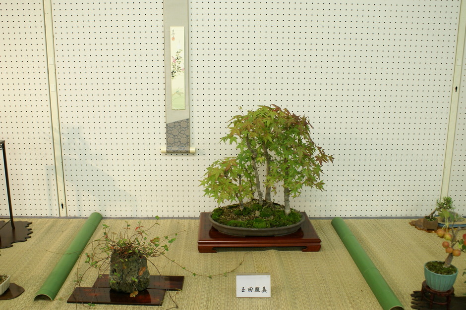 秋の盆栽と山野草展【手柄山交流ステーション】