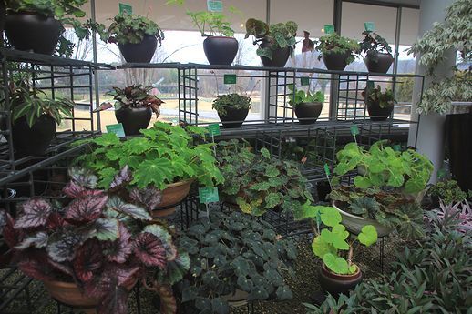 根茎ベゴニア展【兵庫県立フラワーセンター】