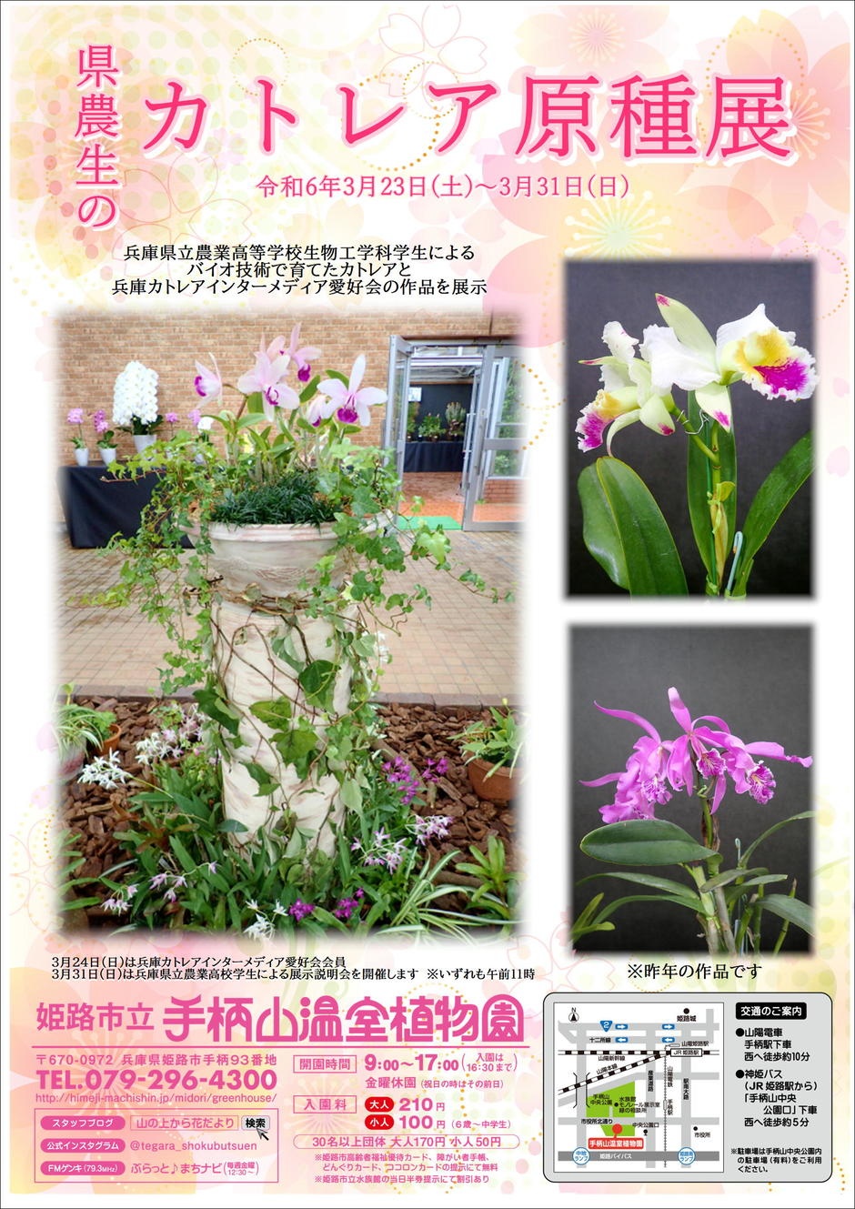 姫路市・県農生のカトレア原種展【手柄山温室植物園】｜クルールはりま