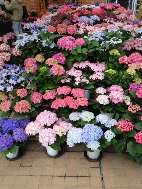 西洋アジサイ展【手柄山温室植物園】