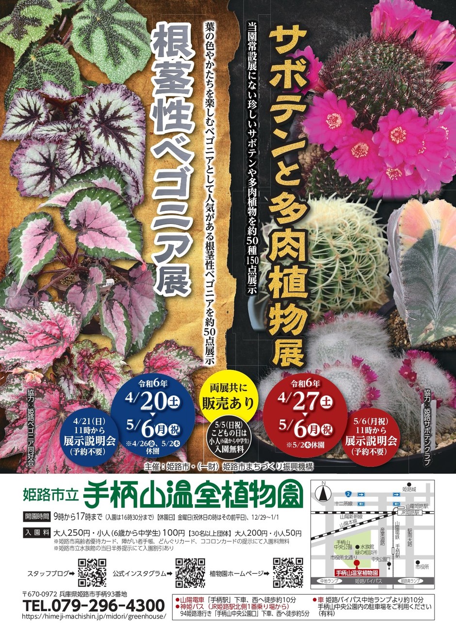 姫路市・根茎性ベゴニア展【手柄山温室植物園】｜クルールはりま