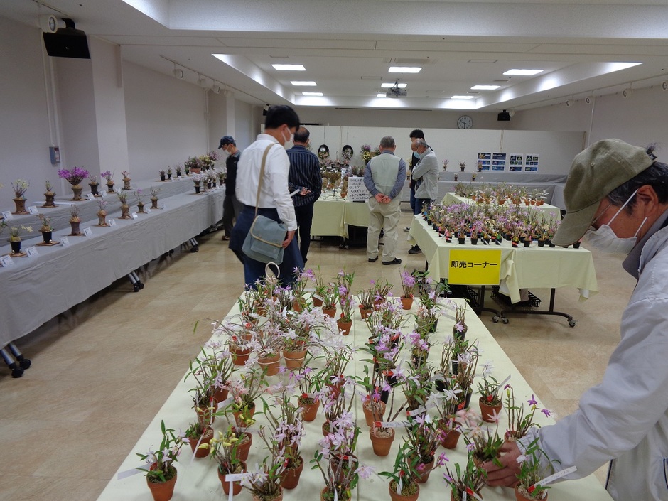 セッコク花の展示会【手柄山交流ステーション】