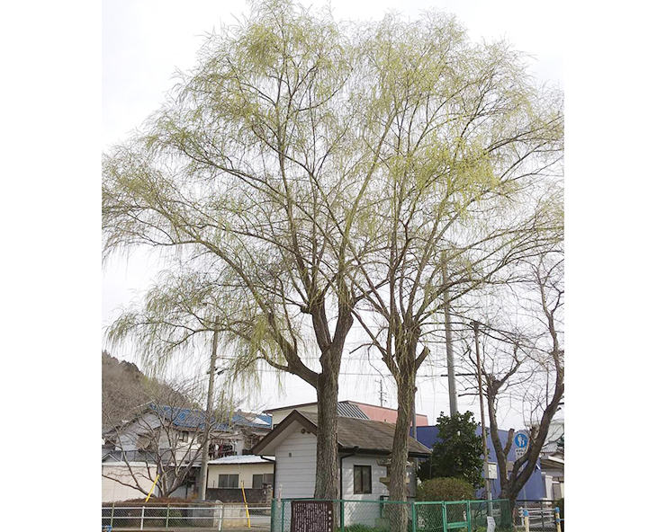 丹桑児童公園