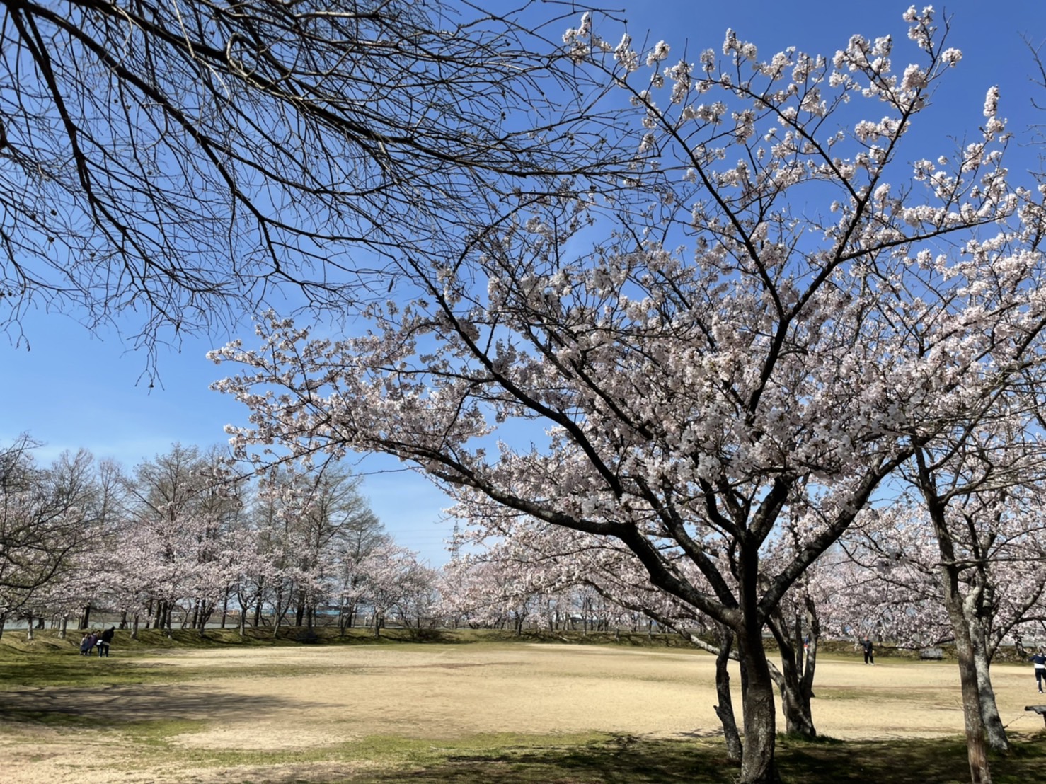 天満大池公園