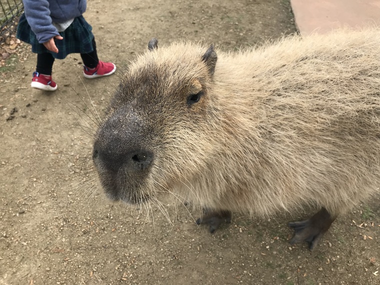 海が一望できる 赤穂海浜公園 遊園地がある 動物ふれあい村がある オートキャンプ場もあるんです 海が一望できる 赤穂海浜公園 遊園地がある 動物ふれあい村がある オートキャンプ場もあるんです