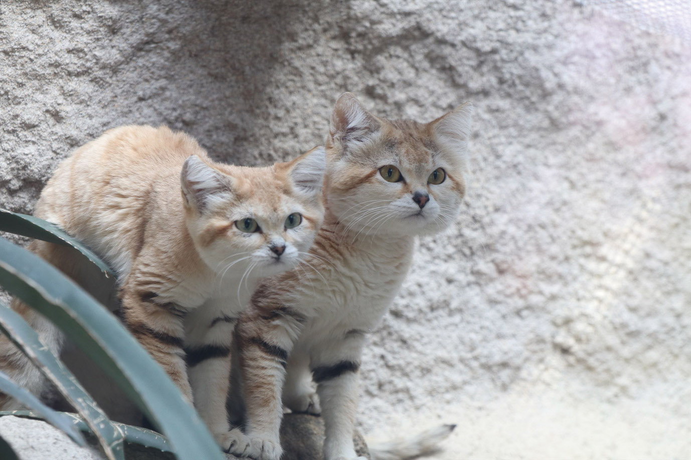神戸どうぶつ王国