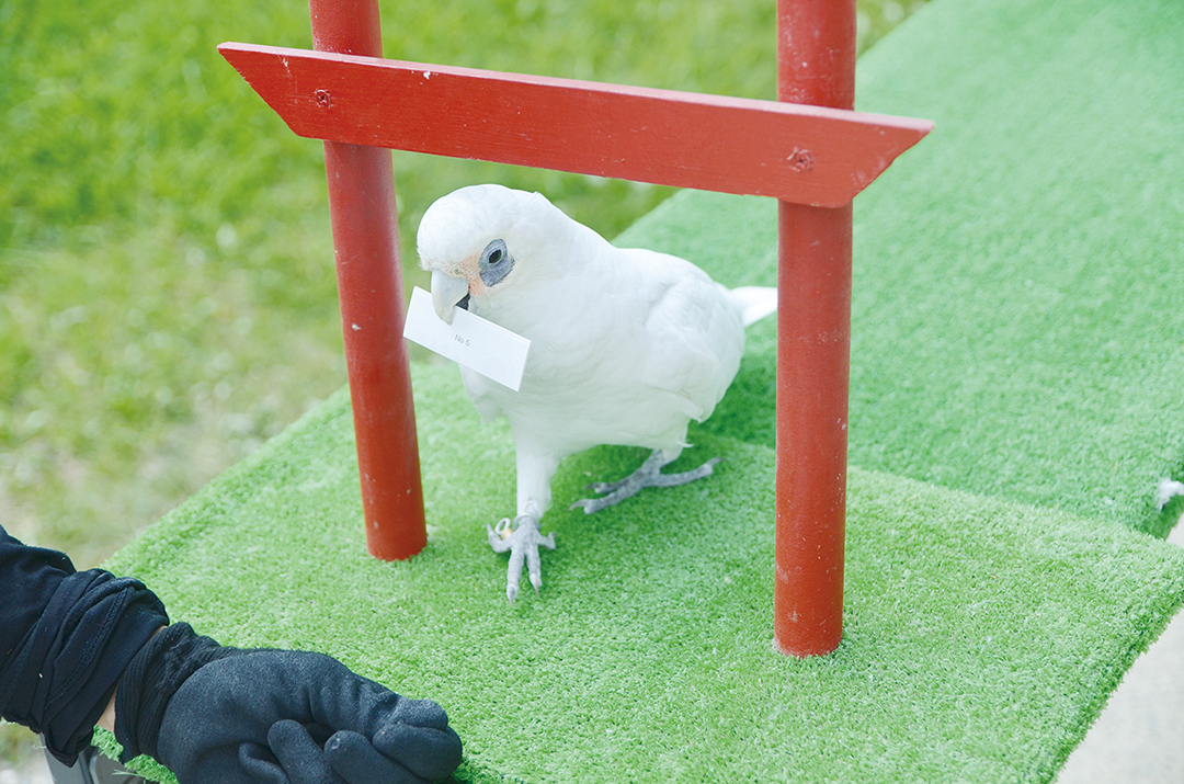 ヨーデルの森