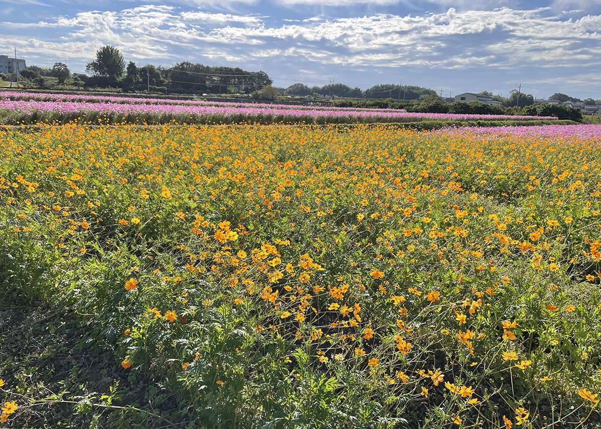ひまわりの丘公園