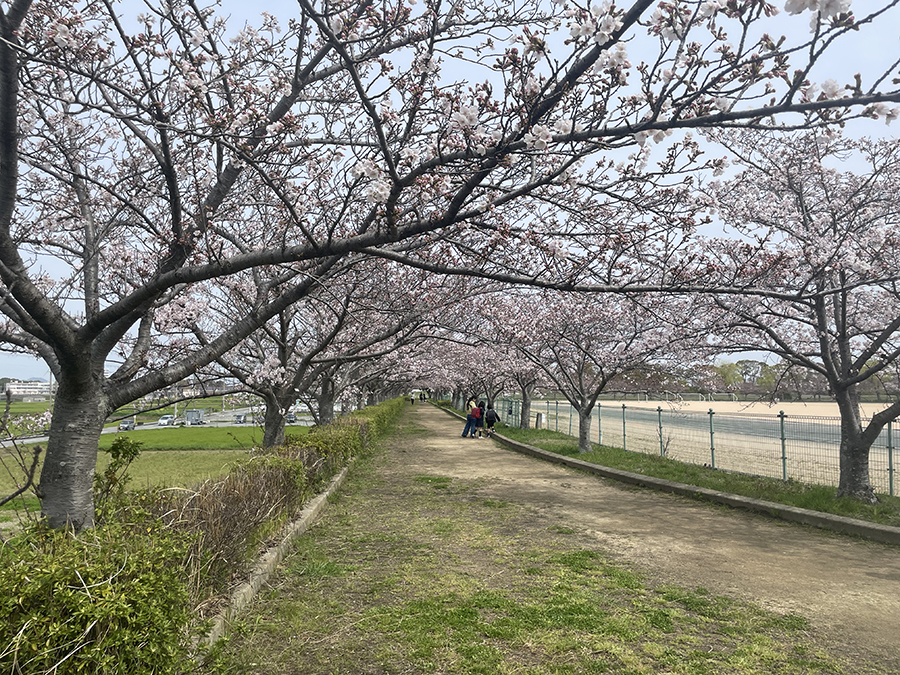 お花見 千鳥ヶ淵のお花見攻略法！約130万人を魅了するサクラ - ウォーカープラス