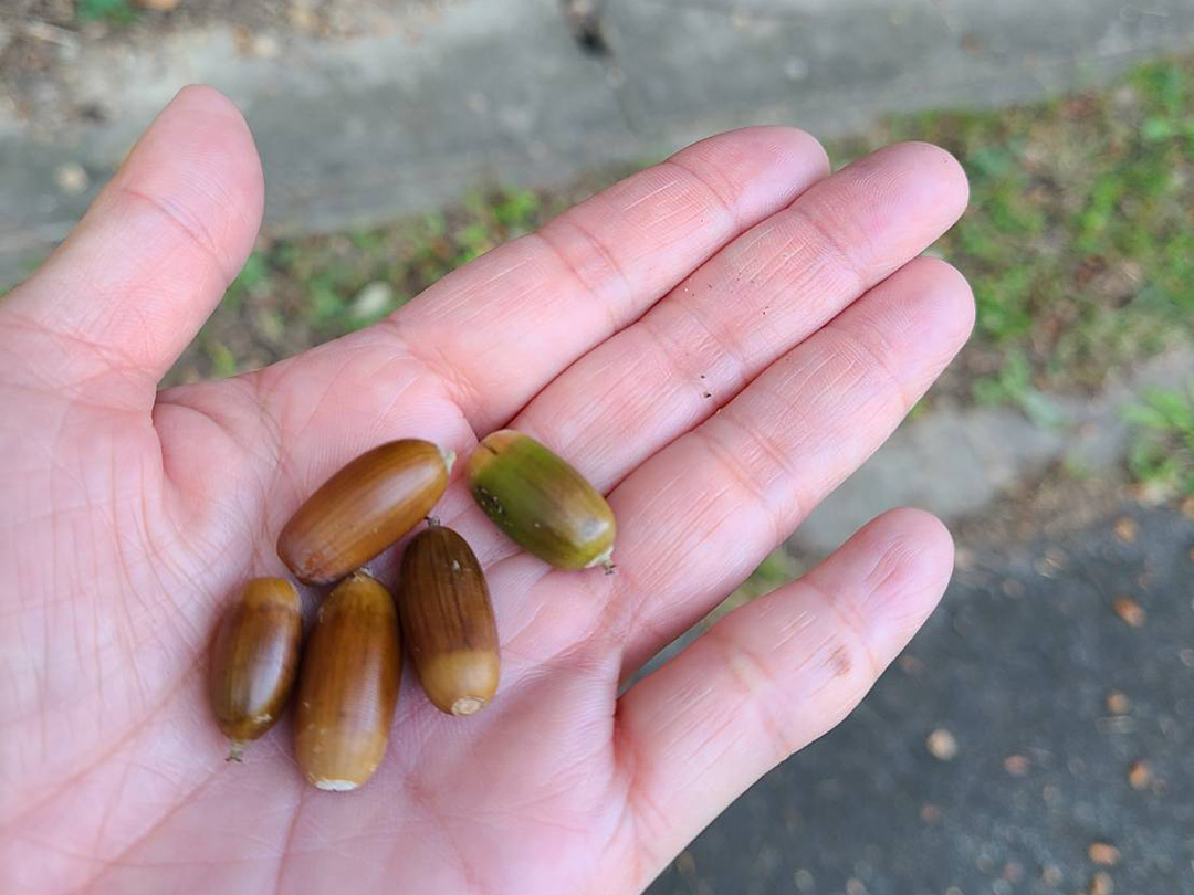 播磨中央公園