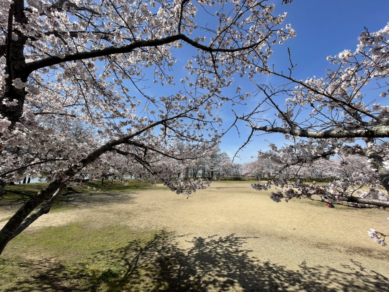 天満大池公園