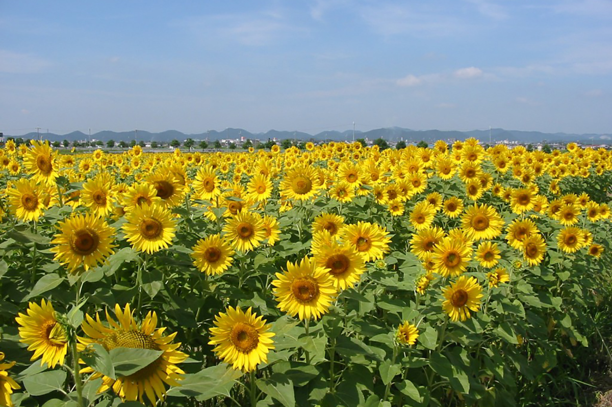 小野市