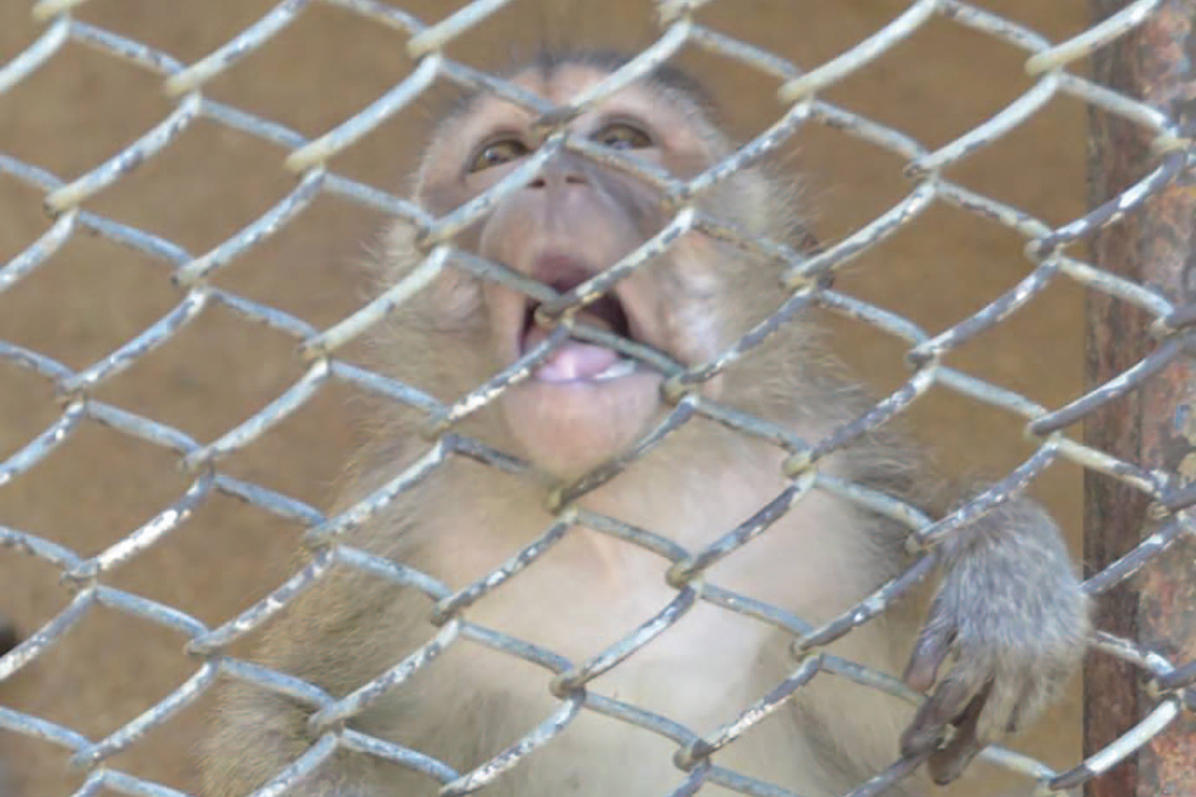 龍野公園動物園