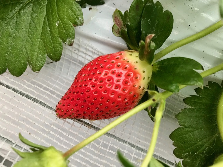 姫路ハートフル観光農園 でいちご狩り もぎたての 魔法のいちご が食べ放題 姫路ハートフル観光農園 でいちご狩り もぎたての 魔法のいちご が食べ放題