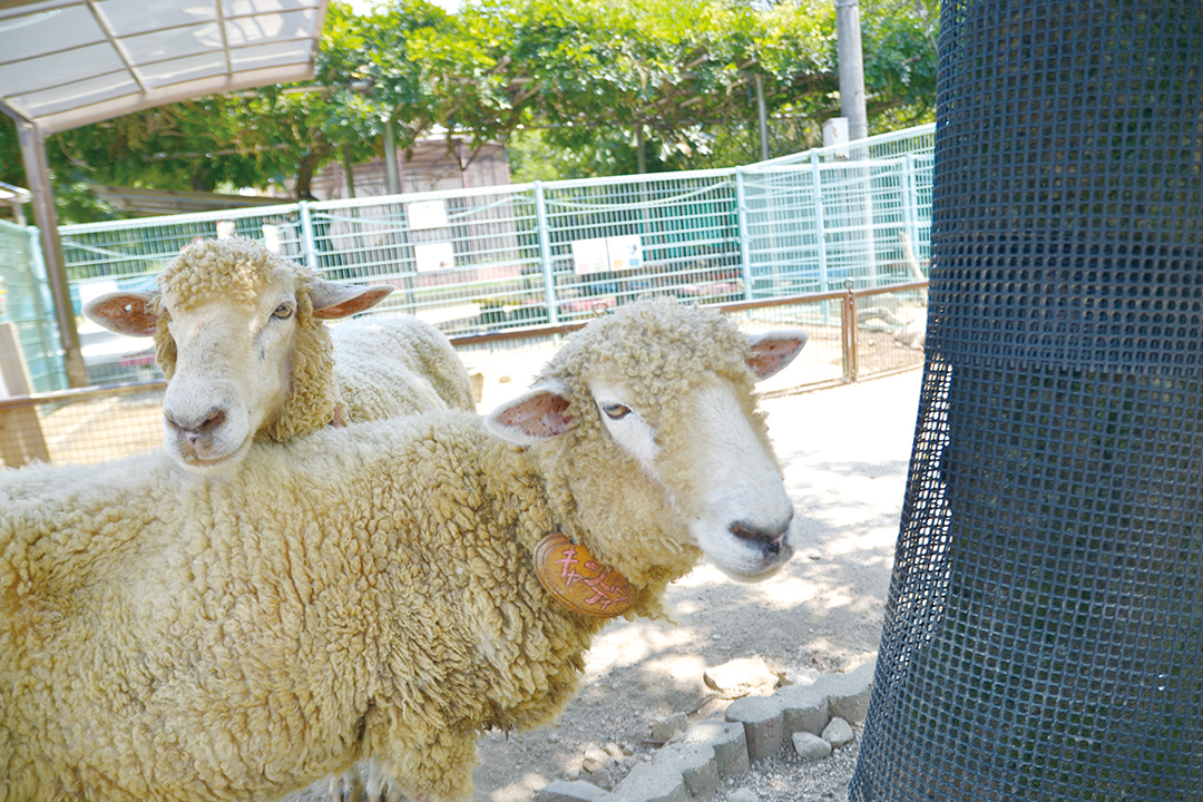姫路市立動物園