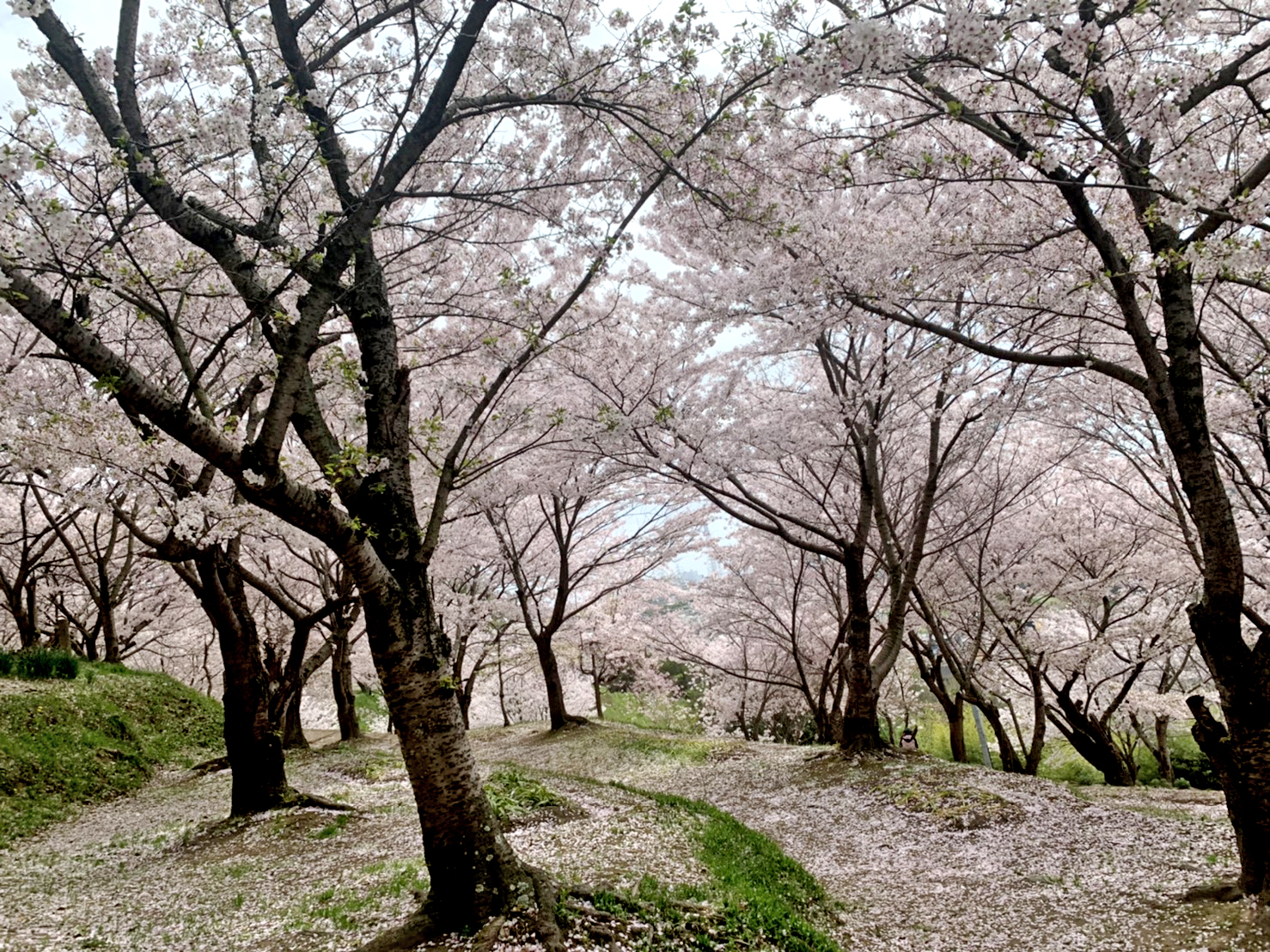 日笠山