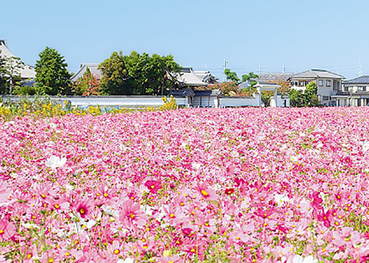 稲美町