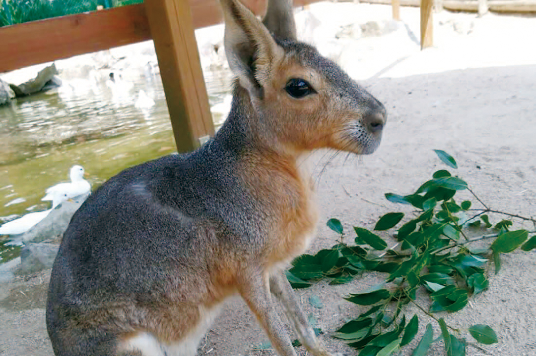 ヨーデルの森
