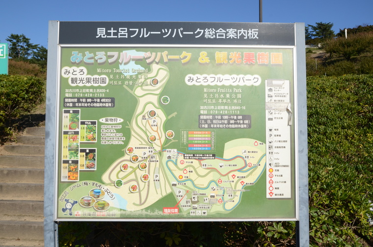 加古川の みとろ観光果樹園 で柿狩りなど秋の味覚狩りが楽しめる